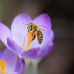 Domowy nawóz z drożdży – działa cuda!
